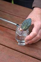 Prendre des boutures de Saintpaulia - mettez la feuille dans un pot et remplissez-la d'eau de sorte que la base des boutures soit juste recouverte par l'eau. Évitez d'arroser l'eau sur la feuille