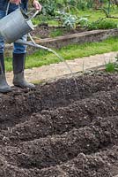 Arroser les pommes de terre fraîchement plantées dans des tranchées