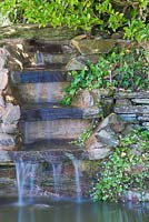 Cascade sur pierre Devon. Cymbalaria muralis - Crapaud à feuilles de lierre et Hedera helix - lierre