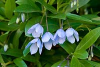 Sollya heterophylla - Bluebell creeper, tendre grimpeur