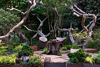 Coin salon en racines de bois brut entouré de branches de chêne - éléments sculpturaux naturels, Pinus et Acer. Le jardin du pique-nique du sculpteur par les pépinières de Walker. RHS Chelsea Flower Show 2015