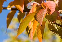 Prunus 'Taihaku' automne - feuillage d'automne