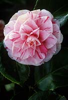 Camellia japonica 'Lavinia Maggi', syn. C. 'Contessa Lavinia Maggi'