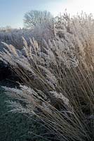 Graines givrées de Calamagrostis brachytricha, lever du soleil d'hiver