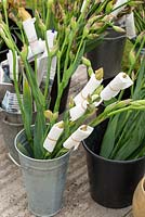 Les iris de Cedric Morris enveloppés dans du papier absorbant pour empêcher la floraison prématurée dans les seaux de style tom long des fleuristes. Designer, chasseur de plantes: Sarah Cook, RHS Chelsea Flower Show, 2015