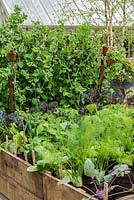 Bordure de légumes en bois surélevée plantée de rangées de chou, haricot, chou frisé, khôl rabi devant des pois appuyés sur des rameaux. RHS Chelsea Flower Show, mai 2015