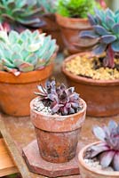 Pots en terre cuite plantés de succulentes sempervivum et echeveria, sur une étagère dans une serre. RHS Chelsea Flower Show 2015