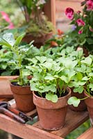 Semis de légumes se développant dans des pots en terre cuite, dans une serre. RHS Chelsea Flower Show 2015
