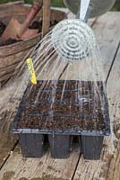 Arrosage de graines de Calendula officinalis 'Art Shades' fraîchement semées