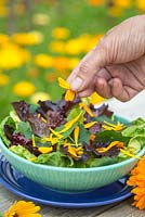 Ajout de pétales de Calendula officinalis 'Art Shades' à une salade fraîche