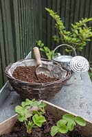Articles nécessaires pour planter votre panier suspendu: compost, cuillère, arrosoir, bouchons de fraises