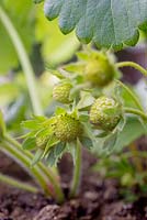 Fragaria - Fruit non mûr se développant sur des plants de fraises