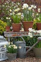 Narcisse en pot de printemps - 'WP Milner', 'Tresamble' et 'Jack Snipe' sur un banc avec arrosoir et cage à oiseaux