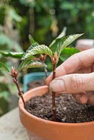Plantez les boutures de résineux Viburnum x bodnantense dans un pot, en vous assurant qu'elles sont espacées pour permettre la croissance