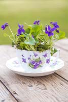 Viola odorata et mousse plantés dans une tasse de thé vintage
