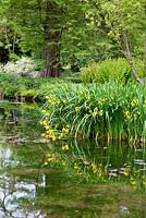 Iris pseudocorus et réflexions à Longstock Park Water Gardens en mai avec Betula et Taxodium distichus