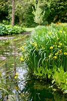 Iris pseudocorus et réflexions à Longstock Park Water Gardens en mai avec Betula et Taxodium distichus