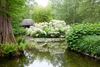 Wisteria floribunda Multijuga 'Alba' en mai à Longstock Park Water Gardens, Hampshire