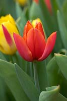 Tulipa 'Cassini Orange'