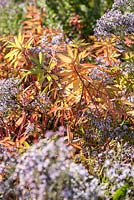 Asters aux feuilles d'euphorbe devenant rouge et orange. Norwell Nurseries, Norwell, Notts, Royaume-Uni