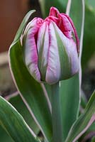 Tulipa 'Eternal Flame', bouton floral cassant