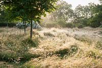 Prairie ensoleillée avec des chemins d'herbe fauchée tissant à travers de longues herbes, arbres et monticules d'espèces roses