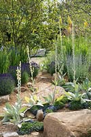 Zone de gravier avec Verbascum bombyciferum, Pratia pedunculata 'County Park' et Lavandula angustifolia 'Hidcote' - Encore: A Music Lover's Garden, RHS Hampton Court Palace Flower Show 2015