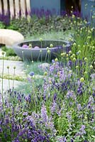 Allium sphaerocephalon sous-planté de lavande - Paysages vivants: guérison du jardin urbain, RHS Hampton Court Palace Flower Show 2015