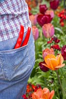 Femme avec sécateur dans la poche arrière à côté d'un parterre de tulipes 'Le Caire', de tulipes 'Malaika' et de tulipes 'National Velvet'