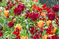 Parterre de fleurs surélevé contenant des tulipes 'Le Caire', des tulipes 'National Velvet' et des giroflées