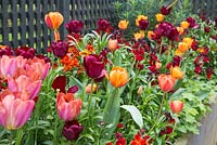 Parterre de fleurs surélevé contenant la tulipe 'Jan Reus', la tulipe 'Malaika', la tulipe 'Brown Sugar', la tulipe 'Le Caire' et les giroflées