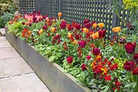 Parterre de fleurs surélevé contenant la tulipe 'Jan Reus', la tulipe 'Malaika', la tulipe 'Brown Sugar', la tulipe 'Le Caire' et les giroflées