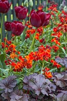 Parterre de fleurs surélevé contenant des tulipes 'Jan Reus', des giroflées et Heuchera villosa 'Palace Purple'