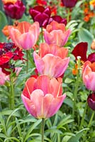 Parterre de fleurs surélevé contenant des tulipes 'Malaika' et des giroflées