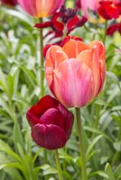 Tulipe 'Malaika' et Tulipe 'National Velvet' dans un parterre surélevé