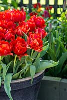 Tulipa 'Abba' plantée en pot émaillé bleu