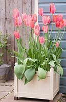 Grandes tulipes roses plantées dans un pot à crème
