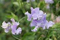 Lathyrus odoratus 'Charlies Angel' - Pois de senteur - Juin - Oxfordshire