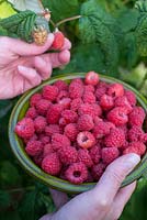 Rubus idaeus - Cueillir des framboises cultivées à la maison, la main de femme tenant un bol de framboises fraîches.