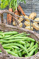 Récolte de légumes d'été, trugs de pommes de terre précoces, carottes, fèves et haricots verts.