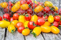 Tomates cultivées à la maison, 'Rainbow Blend' F1, fruits mûrs récoltés dans un fil métallique.