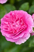 Rosa 'Rose d'Angleterre' - David Austin Roses.