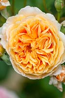 Rosa 'Princess Margareta' - David Austin Roses.