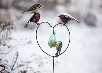 Mésange charbonnière et mésange bleue se nourrissant d'une boule de graisse dans une mangeoire à oiseaux en forme de cœur dans la neige