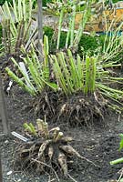 Les tubercules de Dahlia, avec des tiges coupées et étiquetées, doivent avoir le sol lavé avant de pouvoir être séchés et stockés pour l'hiver.