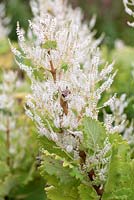 Tetradenia riparia - Misty Plume Bush, Ginger Bush, Le Cap, Afrique du Sud