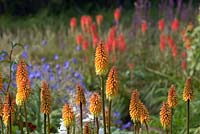 Kniphofia 'Souffle d'abricot' avec Kniphofia 'Semis rouge de Wol' en arrière-plan