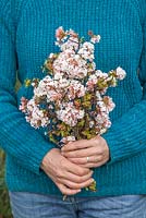 Un bouquet de fleurs fraîches de printemps Viburnum x bodnantense tenue en main