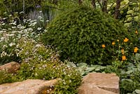 Taxus baccata, Gillenia trifoliata, Trollius et autres plantations mixtes avec des roches de grès - Vestra Wealth Encore - A Music Lover's Garden, RHS Hampton Court Flower Show 2015