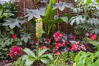 Jardin tropical avec Eucomis, Melianthus major, Begonia, Coleus, Geranium 'Abelina' pac series et Banana plant